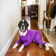 dog onesie for sale