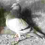 tippler pigeon for sale
