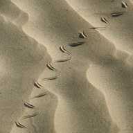 sand tracks for sale