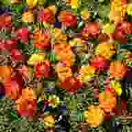 marigold flowers for sale