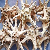dried starfish for sale