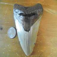 megalodon teeth for sale