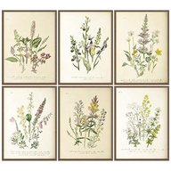 botanical illustration prints for sale