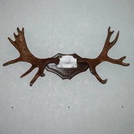 mounted antlers for sale