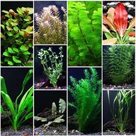aquarium plants for sale