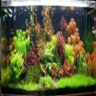 tropical aquarium plants for sale