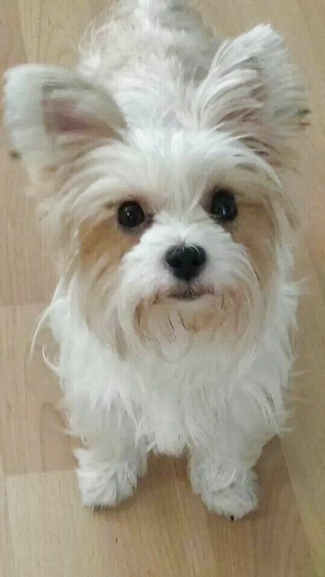 White Yorkshire Terrier for sale in UK View 61 bargains