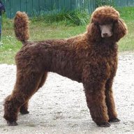 large standard poodle for sale