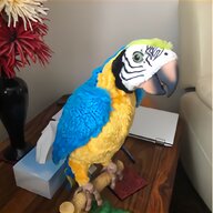 australian parrots for sale
