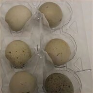 chinese painted quail eggs for sale