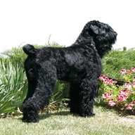 black russian terrier for sale