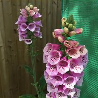 foxgloves for sale