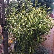 mistletoe tree for sale