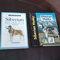 siberian husky for sale