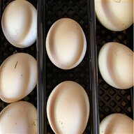 silkie eggs for sale