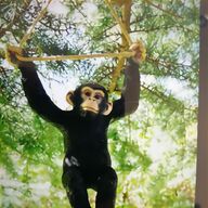 hanging monkey for sale