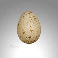 californian quail eggs for sale