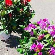 rhododendrons for sale