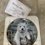 scottish highland terrier for sale