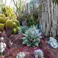 cactus garden for sale