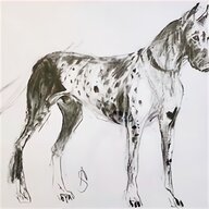 great dane for sale