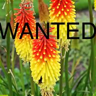 red hot poker for sale