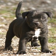 staffie for sale