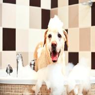 dog bath for sale