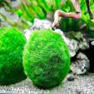 moss balls for sale