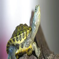 pet turtle for sale