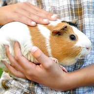 guinea pigs pets for sale