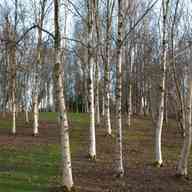 silver birch for sale