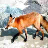 red fox for sale