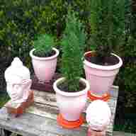 plants pink pots for sale