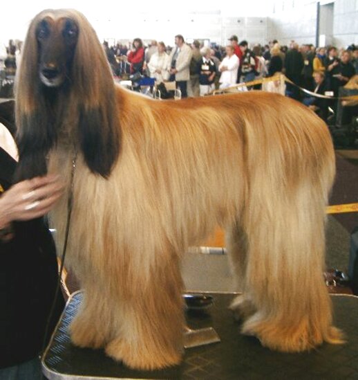 Afghan Hound for sale in UK 44 used Afghan Hounds