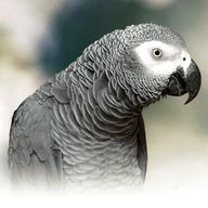 african gray parrot for sale