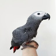 african grey bird for sale