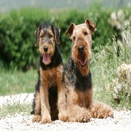airedale for sale