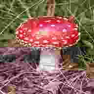 mushroom for sale