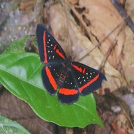 adult butterfly wings for sale