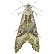 british moths for sale