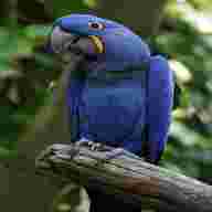 blue macaw for sale