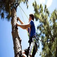 tree climbing for sale