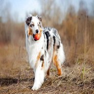 australian shepherd dog for sale