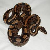 king python for sale