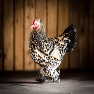 bantam chickens for sale