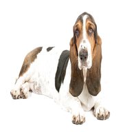 basset hound for sale