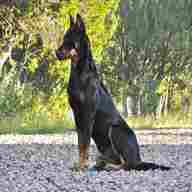 beauceron for sale