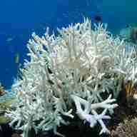 coral for sale