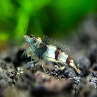 bee shrimp for sale